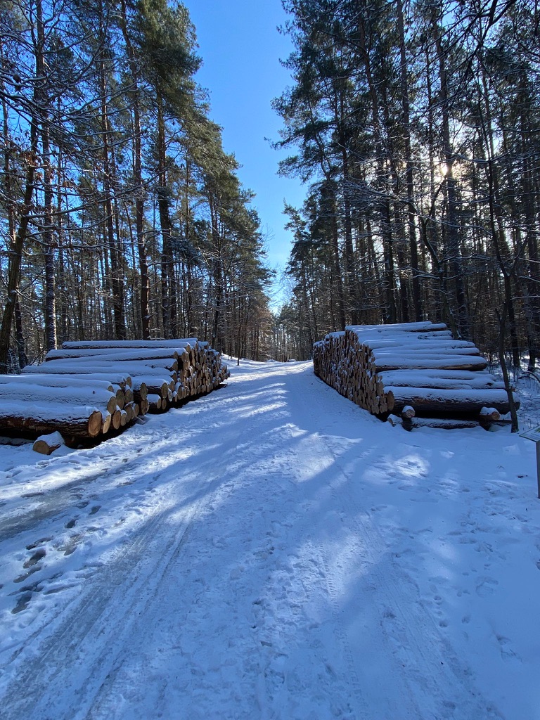 Verschneiter Wald in Damerow mit gestapelten Baumstämmen
