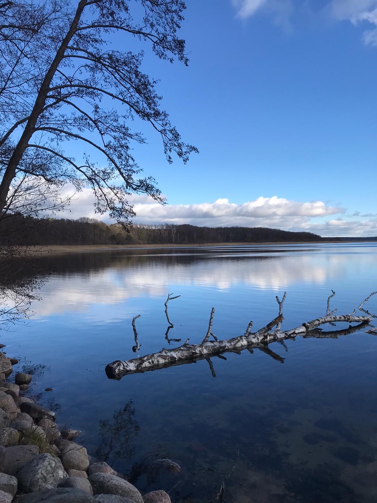 Frühlingsmorgen am Kölpinsee am Damerower Werder mit treibendem Holz im klaren Wasser