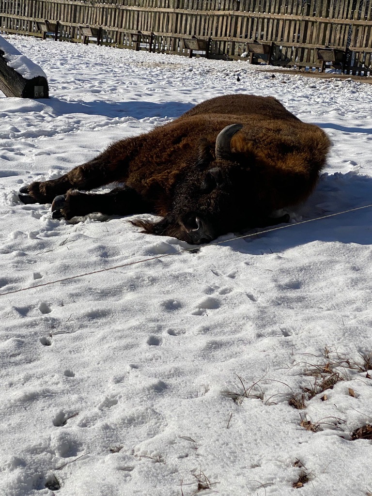 Wisent ruht im Schnee im Wisentreservat Damerower Werder