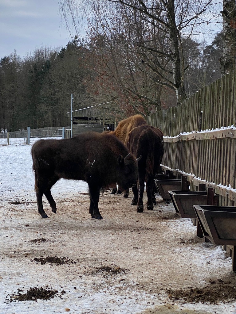 Wisente bei der Schaufütterung im Damerower Werder im Winter