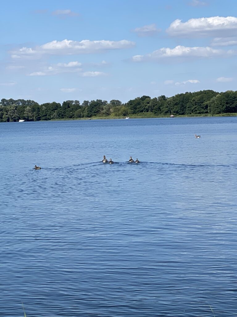 Sommertag am Jabelschen See mit Enten und blauem Himmel
